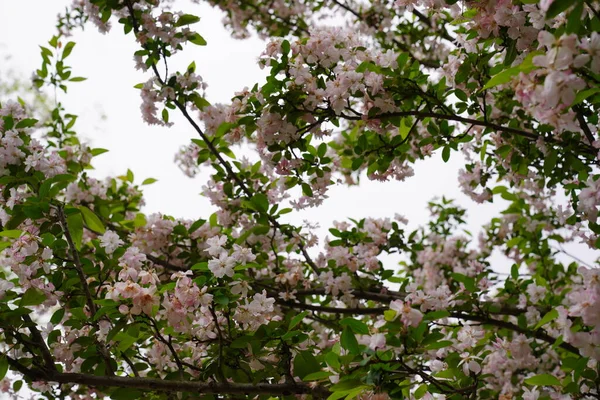 벚꽃의 아름다운 — 스톡 사진