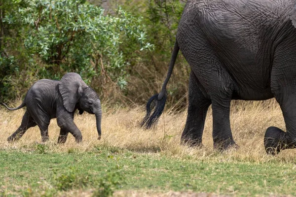 Dois Elefantes Caminham Deserto Marataba África Sul — Fotografia de Stock