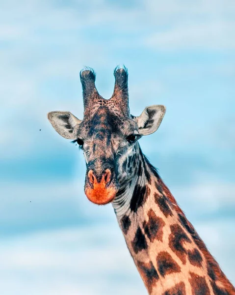 Голова Жирафа Фоне Голубого Неба — стоковое фото