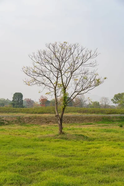 Eine Vertikale Aufnahme Eines Blühenden Baumes Der Einem Feld Gegen — Stockfoto