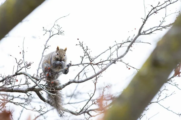 Nahaufnahme Eines Niedlichen Eichhörnchens Auf Einem Baum — Stockfoto