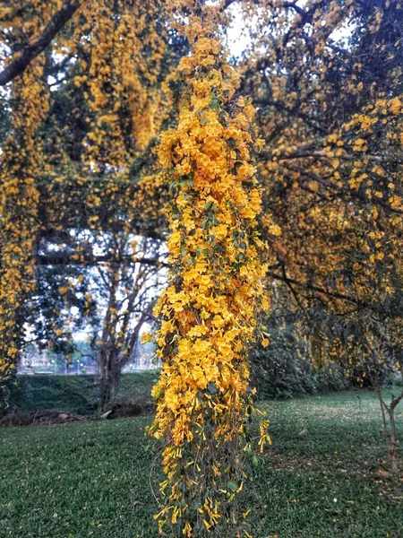 Primer Plano Vertical Una Planta Tecomella Con Flores Amarillas Sobre — Foto de Stock