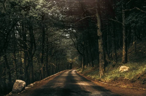 神秘的な森の中の長い道 — ストック写真