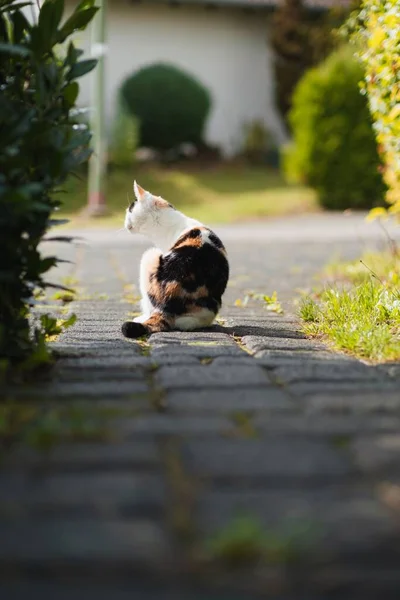 stock image A vertical view of a calico cat sitting on a ground under the sunlights