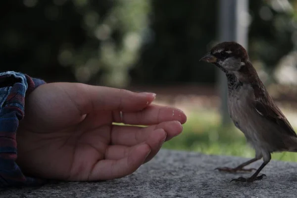 Close Shot Hand Trying Pet Sparrow — Stock Photo, Image