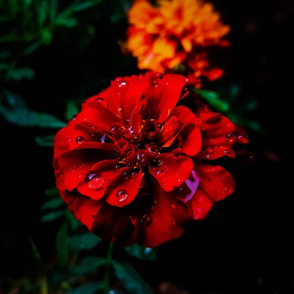 Primer Plano Una Flor Caléndula Húmeda Color Rojo Brillante Floreciente — Foto de Stock