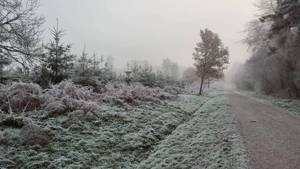 一条雪地的小径 冬天有树木 地平线上有白天 — 图库照片