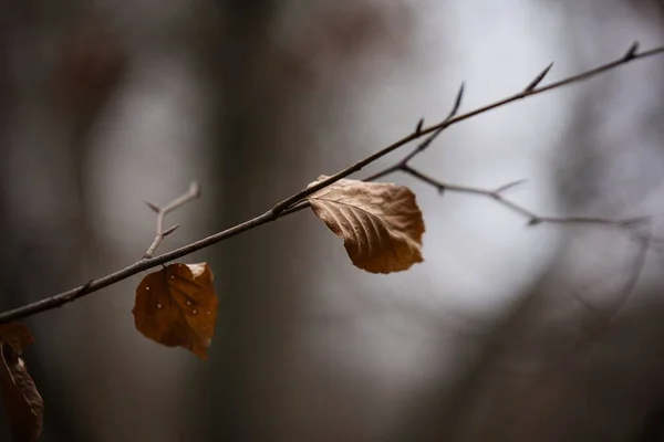 Селективный Снимок Сухих Листьев Ветке Дерева — стоковое фото
