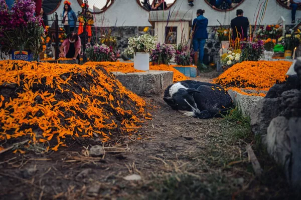 Ein Schlafender Hund Auf Einem Friedhof Mexiko Stadt Zum Tag — Stockfoto