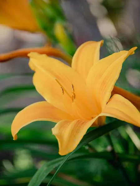 Żółto Pomarańczowa Lilia Kwitnie Ciepłym Wiosennym Powietrzu — Zdjęcie stockowe