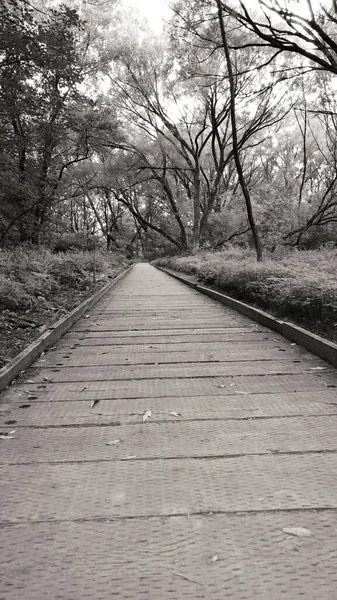 Grayscale Shot Long Walkway Forest — Stock Photo, Image