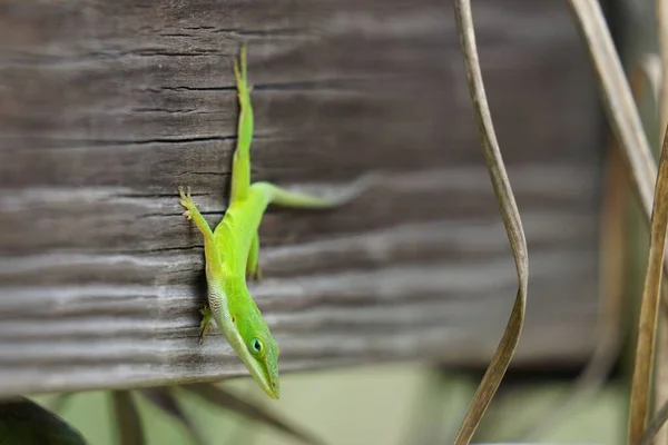Selective Shot Green Anole Reptile — Stock Photo, Image