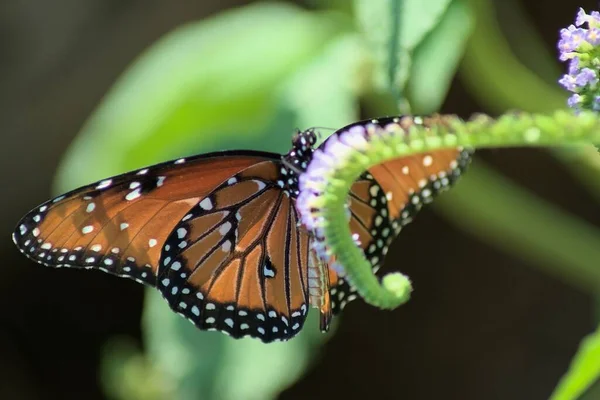 Primo Piano Una Farfalla Monarca Una Pianta — Foto Stock