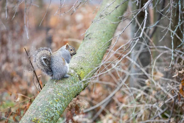 Closeup Shot Cute Squirrel Tree — Stock Photo, Image