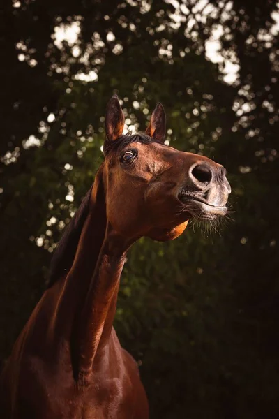 野原の馬の顔の美しいクローズアップ — ストック写真