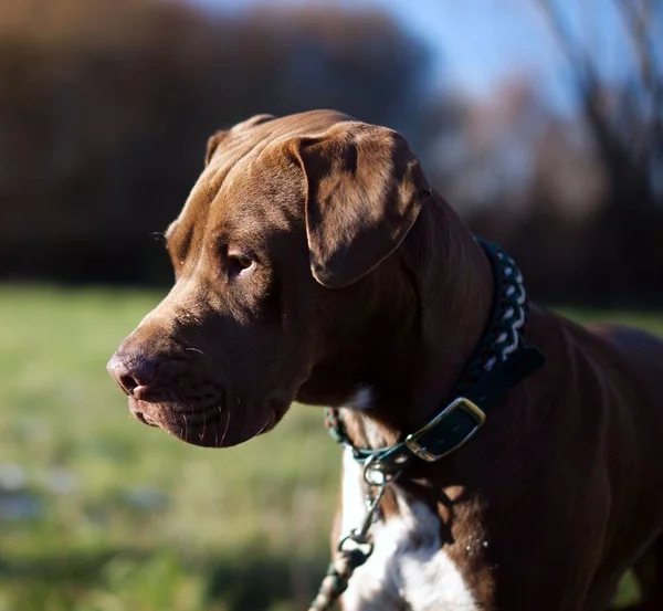 Primer Plano American Pit Bull Terrier Con Collar Verde Hierba —  Fotos de Stock