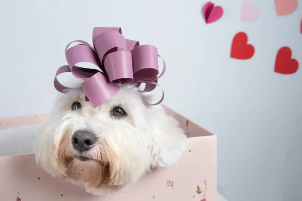 A cute white dog in the gift box with hearts on the wall in the studio