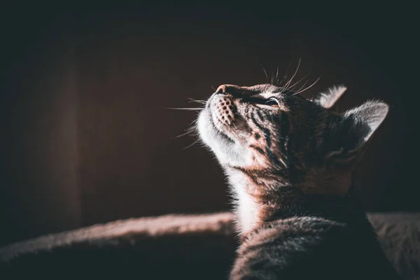 올려다 식인종 고양이의 클로즈업 — 스톡 사진