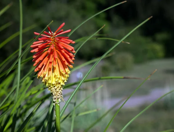 Beautiful Torch Lily Kniphofia Botanical Garden Halle Der Saale Saxony — Stock Photo, Image