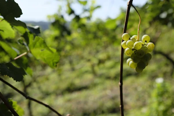 Ripe Grape Branch Blur Background Vineyard — Stock Photo, Image