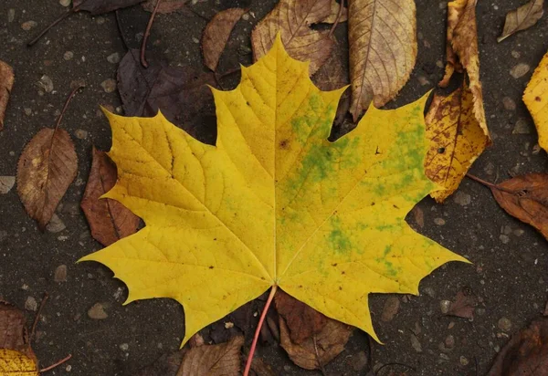 Nahaufnahme Eines Gelben Herbstblattes Das Auf Den Boden Gefallen Ist — Stockfoto