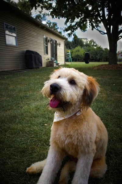 Vertical Closeup Adorable Soft Coated Wheaten Terrier Showing Its Tongue — Stock Photo, Image