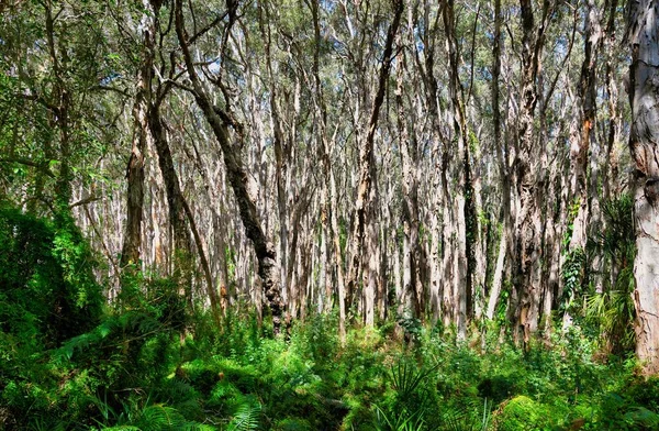Een Bos Met Hoge Bomen Varens Een Zonnige Dag Central — Stockfoto