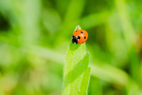 Closeup Shot Small Ladybug Perched Green Leaf Sunny Weather Blurred — Stock Photo, Image