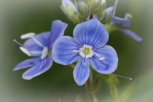 Přírodní Detailní Záběr Zářivě Modré Germander Speedwell Květiny Veronica Chamaedrys — Stock fotografie
