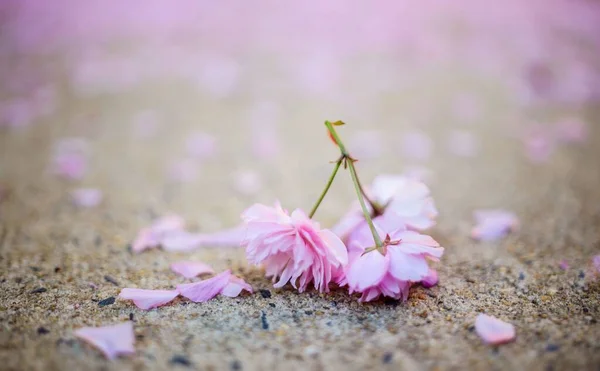 Selective Focus Shot Fallen Pink Flowers Ground — Stock Photo, Image