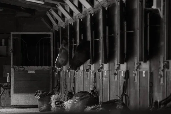 A grayscale shot of the clean stables of an equestrian farm with horses