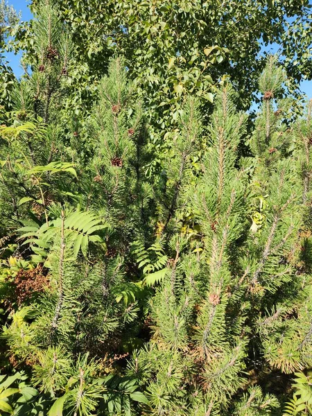 Eine Vertikale Aufnahme Von Kiefern Pinus Sylvestris Wald — Stockfoto