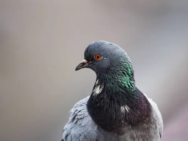 비둘기의 칼럼바 — 스톡 사진