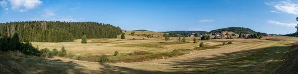 Vacker Panoramautsikt Över Ett Fält Med Vintergröna Träd Dagtid — Stockfoto