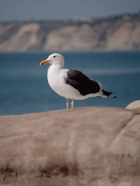 一只海鸥平静地坐在蓝色海洋附近的岩石上 — 图库照片
