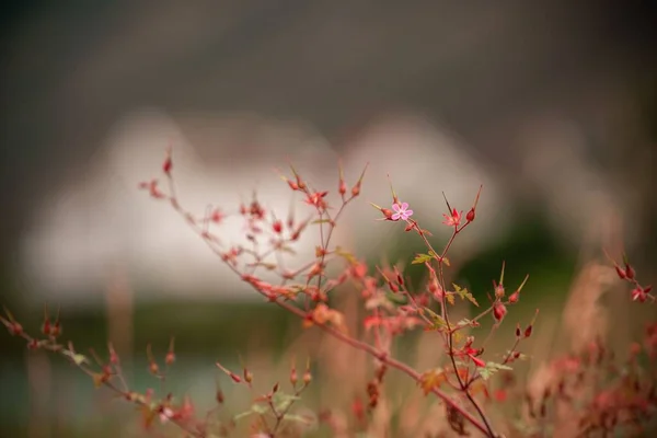 Красивый Вид Травы Роберт Размытом Фоне — стоковое фото