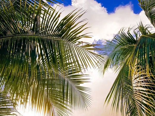 Низкоугольный Снимок Пальмовых Ветвей Ярким Облачным Небом — стоковое фото
