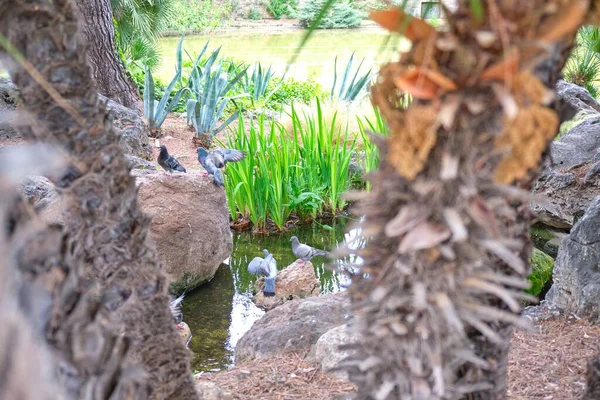 公園内の小さな池の上には岩鳩 コロンバ リビア が眠っています — ストック写真