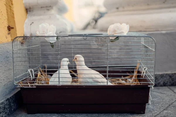 Eine Nahaufnahme Von Zwei Weißen Tauben Käfig Für Die Trauung — Stockfoto