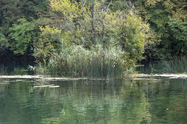 Живописный Вид Зеленой Травы Растущей Пруду Лесу Хорватии — стоковое фото
