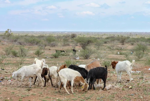 Стадо Коз Пасущихся Засушливых Районах Африки — стоковое фото