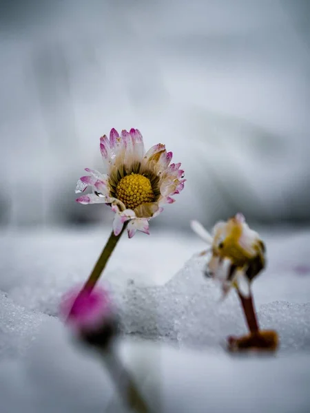 Вертикальный Снимок Цветка Покрытого Снегом — стоковое фото