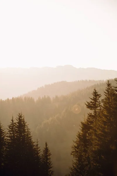 晴れた日の丘の上に緑の松林の垂直ショット — ストック写真