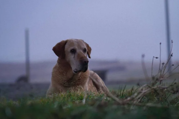 Labrador Retriever Sdraiato Sul Campo Erba Con Cielo Grigio Sfocato — Foto Stock