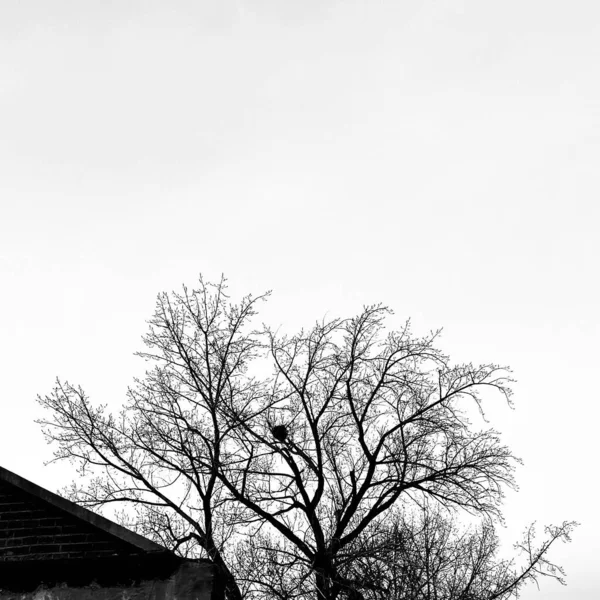 Gråskala Ett Lövlöst Träd Bredvid Byggnad Isolerad Himmel Bakgrund — Stockfoto