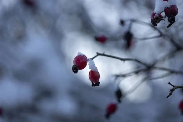 冬の日に雪に覆われたバラのヒップベリーのクローズアップショット — ストック写真