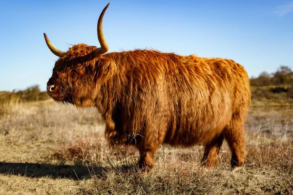 stock image A Highland cattle in Kennemerland National Park in the Netherlands