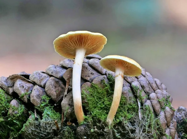 孤立した背景に他の真菌の前に成長する2つの一般的なラスティルキノコのクローズアップショット — ストック写真