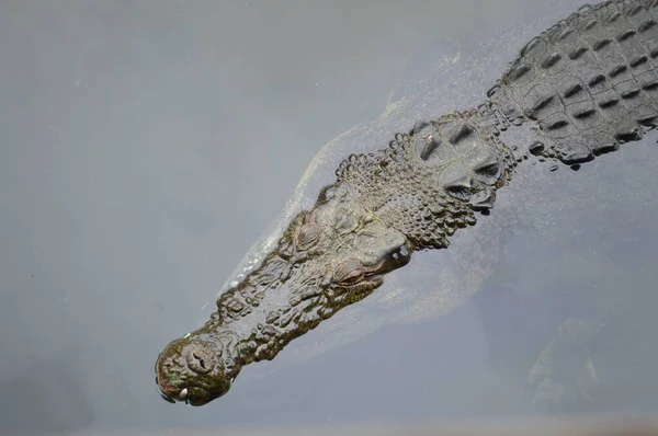 Crocodilo Água Salgada Crocodylus Porosus Água Austrália — Fotografia de Stock