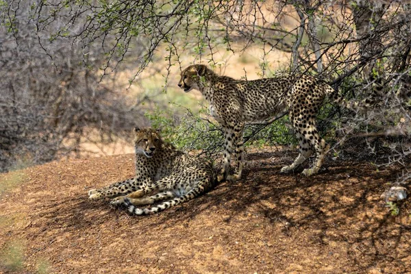 Deux Guépards Reposent Sous Arbre Marataba Afrique Sud — Photo